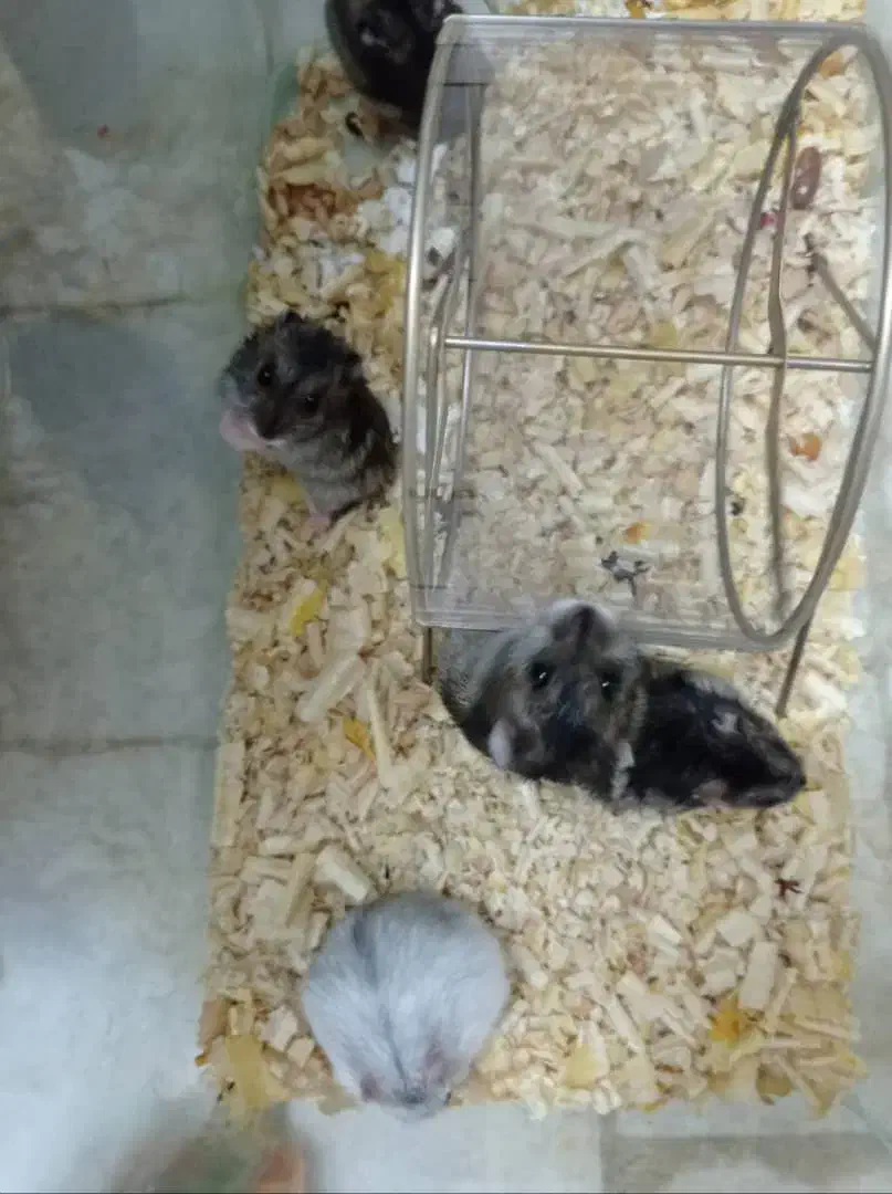 تخفیف بلک فرایدی ۴ روز تا پایان همستر کمپل و سوری|موش و خرگوش|ایلام, |دیوار