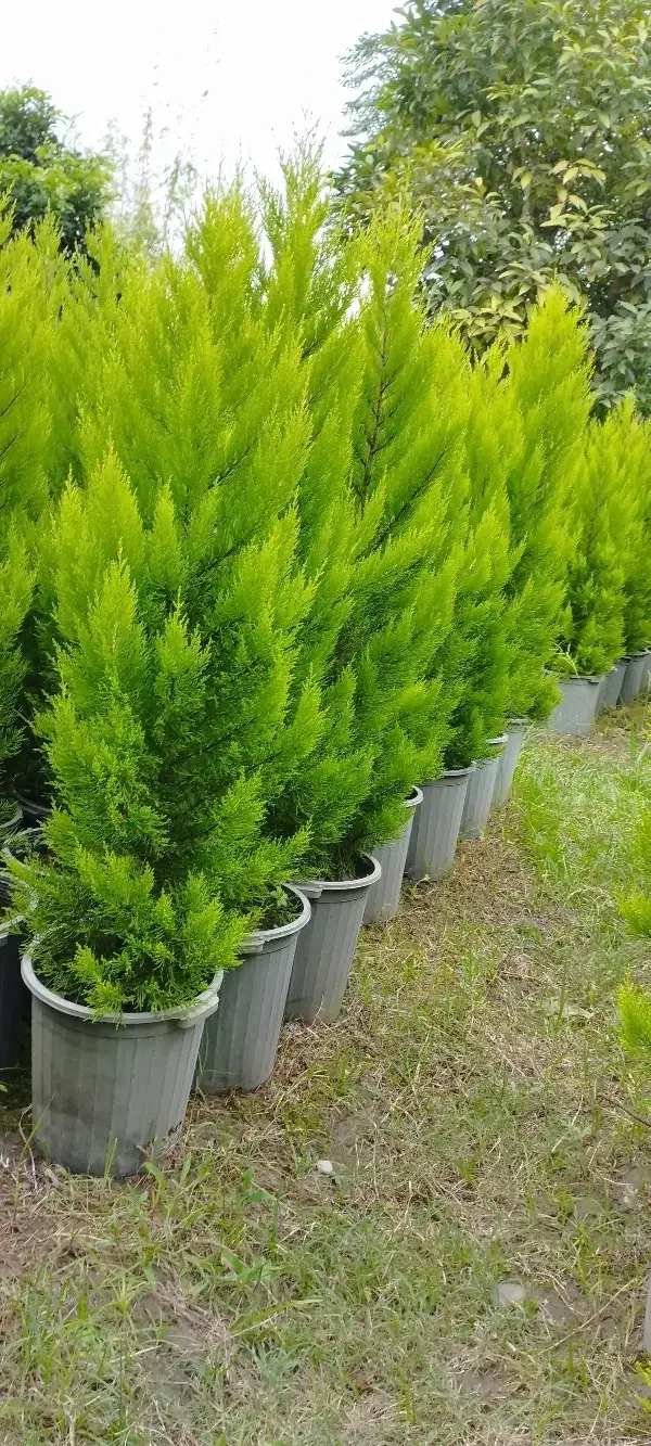 کاج لاوسون (طلایی)|گل و گیاه طبیعی|تنکابن, |دیوار