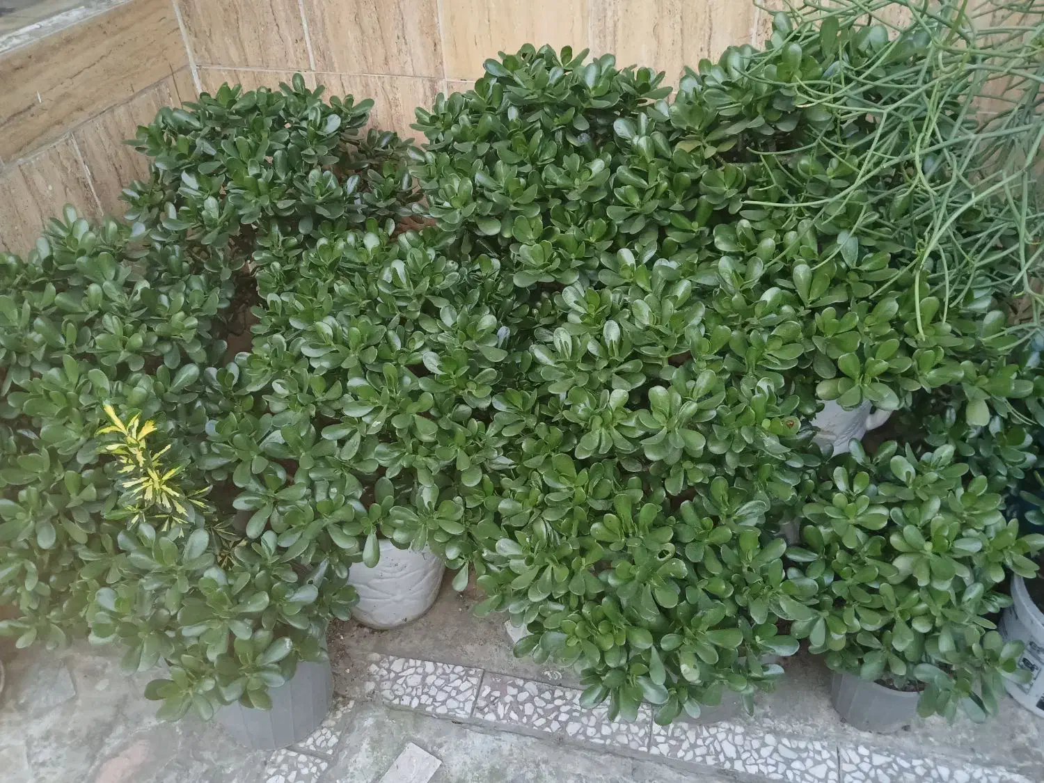 گل کاکتوس و کراسولا|گل و گیاه طبیعی|سیاهکل, |دیوار