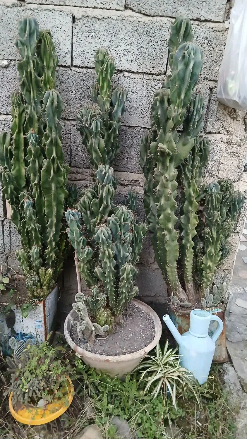 گل کاکتوس و کراسولا|گل و گیاه طبیعی|سیاهکل, |دیوار