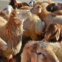 گوسفند اندیشه فردیس اهری مشکین دشت زنده باسکول.|حیوانات مزرعه|اندیشه, |دیوار