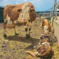 انواع گوساله ریزقلم پرواری|حیوانات مزرعه|بندر ترکمن, |دیوار