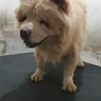 چاوچاو