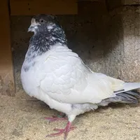 جوجه باخت رفته