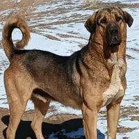 پیدا شده