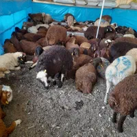 گوسفند زنده باقصاب تهرانپارس پیروزی نارمک رسالت