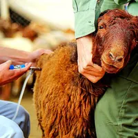 حراج 100%به علت تغییر شغل/گوسفند زنده/گاو+گوساله|حیوانات مزرعه|مشهد, الهیه|دیوار