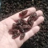 کشمش کاشمر، قوچان، درگز خرما، شکرک ملاس، خمیرخرما|عمده‌فروشی|مشهد, سعد آباد|دیوار