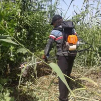 علف زنی|خدمات باغبانی و درختکاری|رشت, نیروی دریایی|دیوار