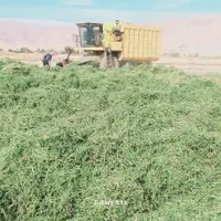 یونجه جو سبوس سویا خوراک دام شیری و پرواری|عمده‌فروشی|شیراز, کوشک میدان|دیوار