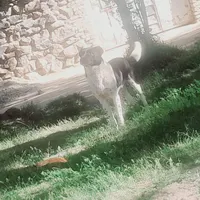 سگ گله