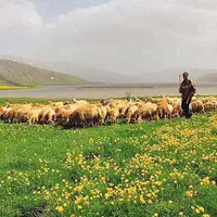 گوسفند از ۶میلیون به بالا باهرتوان مالی|حیوانات مزرعه|مشهد, توس (بلوار توس)|دیوار