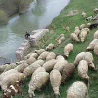 گوسفند زنده **شبانه روزی بدونه تعطیلی حاج غلام **|حیوانات مزرعه|تهران, فاطمی|دیوار