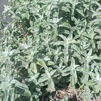 فروش پونه خشک