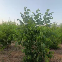 فروش باغ شهری با سند باغی