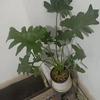 گل انجیری پر پشت با گلدون وپایه