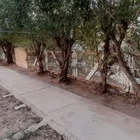 گل وگیاه باغچه