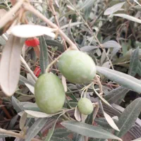 نهال درخت زیتون اصلاح شده|گل و گیاه طبیعی|اصفهان, گلستان|دیوار
