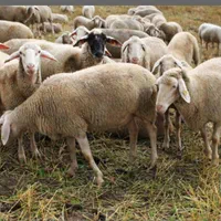 سنقروخلال parvari v dashtiزنده وبهداشتی