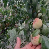 باغچه چهاردیواری خوشنام سنددار مناسب سرمایه گذاری|فروش زمین و ملک کلنگی|کرج, عظیمیه|دیوار