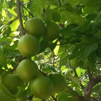 فروش باغ ۷۰۰ متری|فروش زمین و ملک کلنگی|اصفهان, آفاران|دیوار