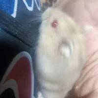 خرگوش، خوکچه هندی و همستر|موش و خرگوش|اصفهان, رهنان|دیوار