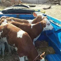 گوساله ارسال به سرتاسرکشورسیمینتال گرگان|حیوانات مزرعه|شیراز, دشت چنار|دیوار