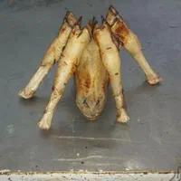 گوسفند زنده تحت نظارت شهرداری،کشتارگاه|حیوانات مزرعه|کرج, شهرک بنفشه|دیوار