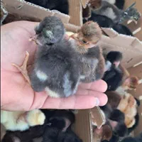 فروش جوجه رنگی محلی اردک ۳روزه|حیوانات مزرعه|همدان, |دیوار