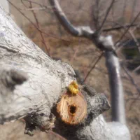 باغبانی و ایجاد فضای سبز|خدمات باغبانی و درختکاری|ورامین, |دیوار