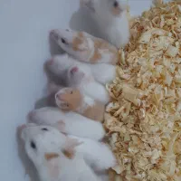 همستر قیمت خوب