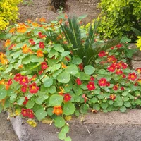 فروش خانه ویلایی بازسازی شده تک برگ سنددارایه وام|فروش خانه و ویلا|فومن, |دیوار