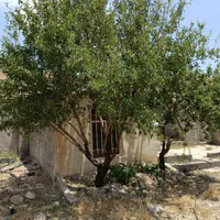 ۴۰۰متر زمین چهاردیواری با درخت