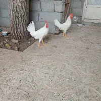خروس سفید|حیوانات مزرعه|اصفهان, سرشبادران|دیوار