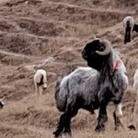 نرمیش