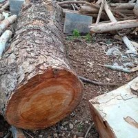 خرید وفروش انواع چوب وقطع وهرس درختان|خدمات باغبانی و درختکاری|مشهد, خواجه ربیع|دیوار