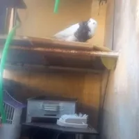 کبوتر طوقی شهرستان