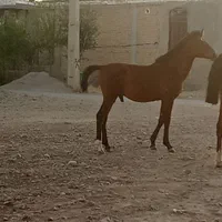اسب