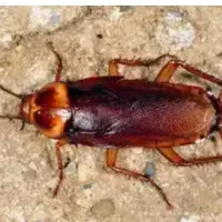 سمپاشی موریانه وحشرات