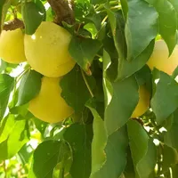 باغ در حسیناباد علویجه|فروش خانه و ویلا|شاهین‌شهر, فردوسی|دیوار