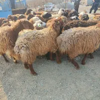 گوسفند زنده بابارکدتاییدییه دامپزشکی« برای قربانی»|حیوانات مزرعه|تهران, مجیدیه|دیوار