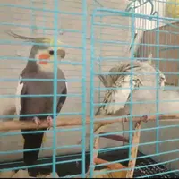 عروس هلندی گم شده|حیوانات|کرج, منظریه|دیوار
