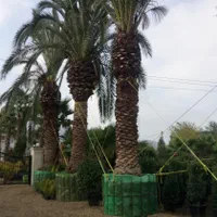 نخل فونیکس پالم درختان بزرگ نهال درخت گل وگیاه رز|خدمات باغبانی و درختکاری|تهران, باغ خزانه|دیوار