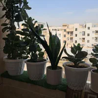 سلام چند عدد گلدان همراه با استند|گل و گیاه طبیعی|تهران, طیب|دیوار