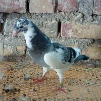 جفت گل ابلغ