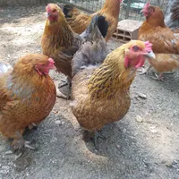 مرغ و خروس پاپری برهما