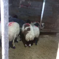 گوساله گوسفند زنده جایگاه معتبر فروش|حیوانات مزرعه|تهران, سهروردی|دیوار