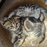 فروش سه عددتوله گربه اسکاتیش فولد