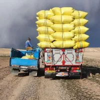 کاه گندم نرم و سفید گوسفندی و گاوی همه رقمی|لوازم جانبی حیوانات|اصفهان, شاهزید|دیوار