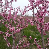 باغ زمین کشاورزی 460متری پل زمانخان|فروش دفتر صنعتی، کشاورزی، تجاری|شهرکرد, |دیوار